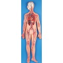 BLOOD CIRCULATORY SYSTEM (SOFT)